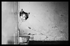 photo "***"