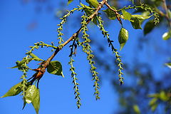 photo "Beginning"