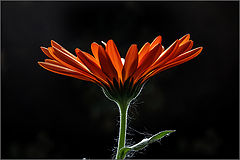 photo "***"