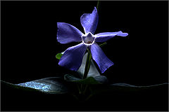 photo "***"