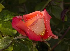 photo "***"