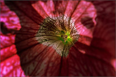photo "***"