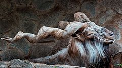 photo "Винторогий козел"
