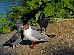 photo "Nature Diversity Feast"