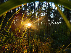 photo "***"
