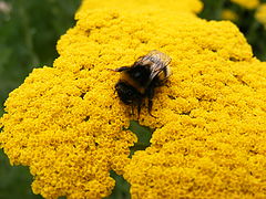photo "Summer"