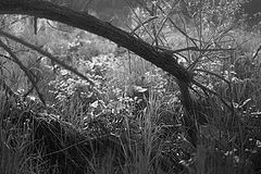 photo "***"
