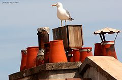 photo "sentinel"