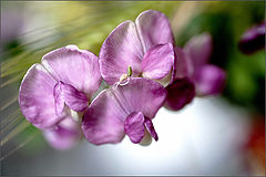 photo "***"