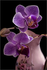 photo "***"