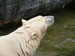 photo "Ice bear"