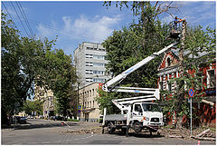 фото "Древесный цирюльник"
