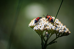photo "букашки"