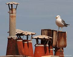 photo "on the roof"