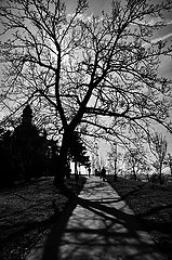 фото "Дерево и дорога"