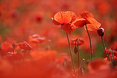 фото "Mohn"