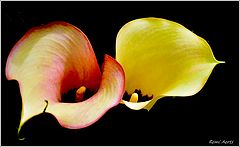 photo "***"