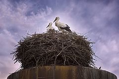 фото "аисты, которые живут не на крыше"