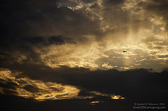 photo "Flying in"