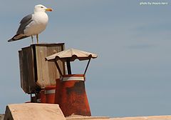 photo "seagull on the roof"