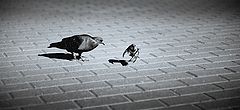photo "***"