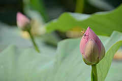 photo "***"