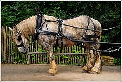 photo "Belgian drafthorse"
