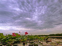 photo "***"