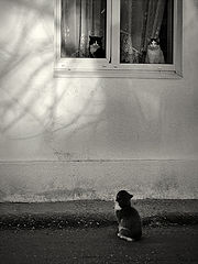 photo "***"