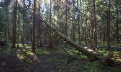 фото "Лесная атмосфера"