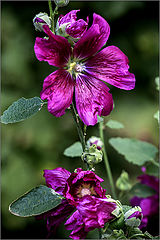 photo "***"