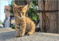 photo "In life, not everyone is lucky ..."