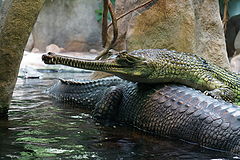 фото "Гангский крокодил"