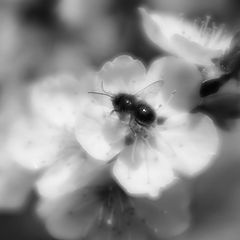 photo "***"