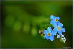 photo "***"