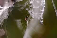 photo "***"