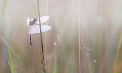 photo "***"