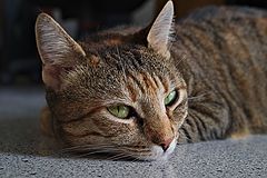 photo "***"