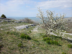photo "The bush with white flowers"