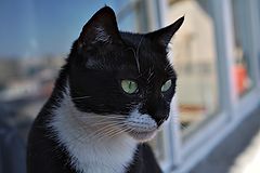 photo "***"