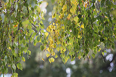 photo "***"
