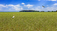 фото "Летнее поле."