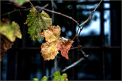 photo "***"