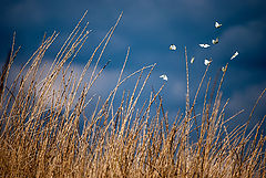 photo "бабочки"