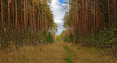 фото "По лесной тропинке"