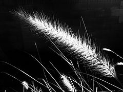 photo "***"