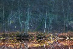 фото "Царство Водяного..."
