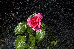 photo "Rose bathing"