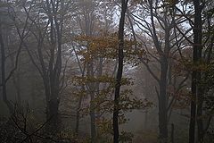 photo "***"