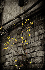 photo "***"